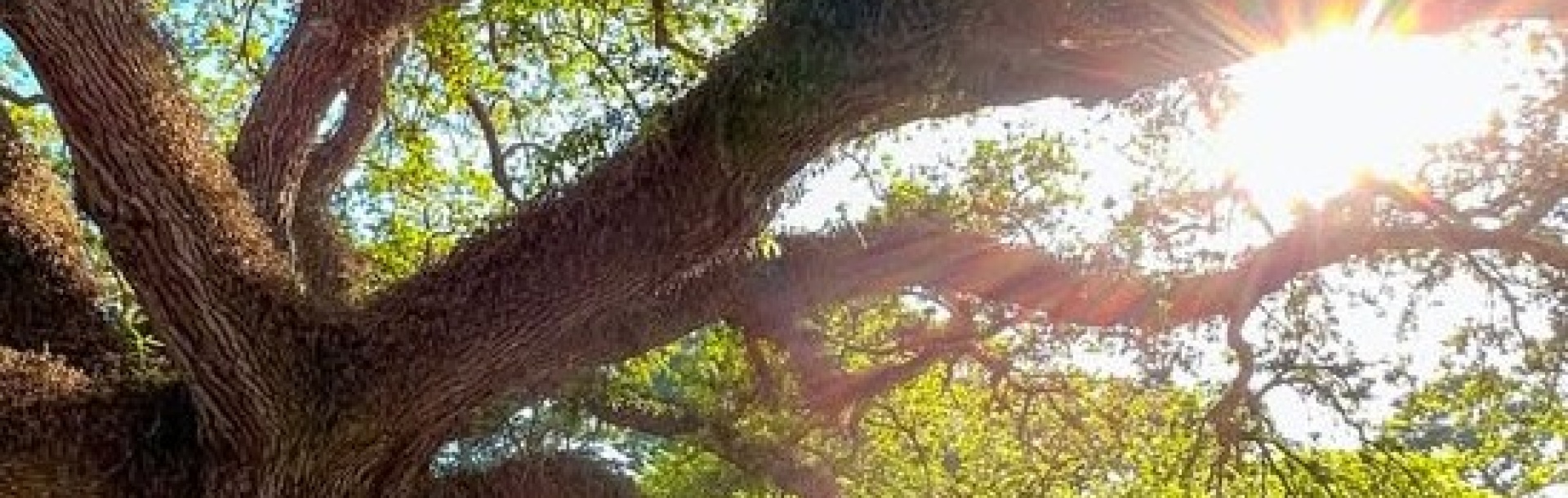 Sunlight streaming through live oak tree - credit Abe Garcia