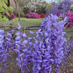 Flowers in bloom