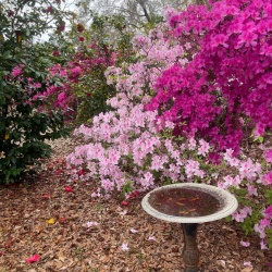 Bird bath among flowers in bloom