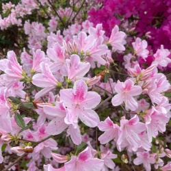 Flowers in bloom