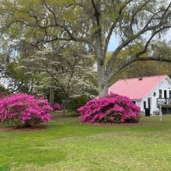 Flowers in bloom by bulb house