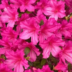 Flowers in bloom