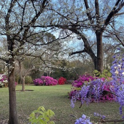 Flowers in bloom
