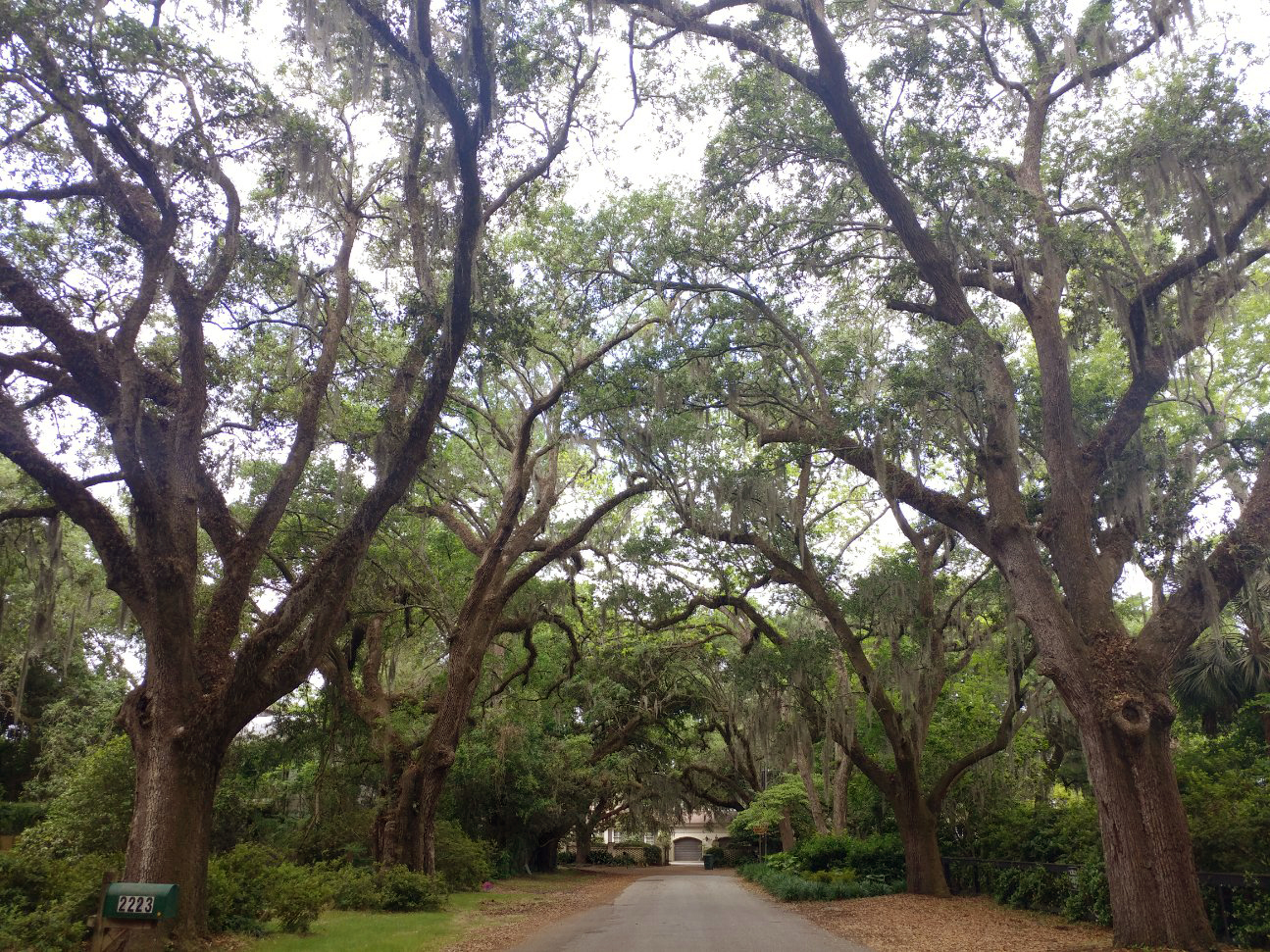 Avenue of Oaks