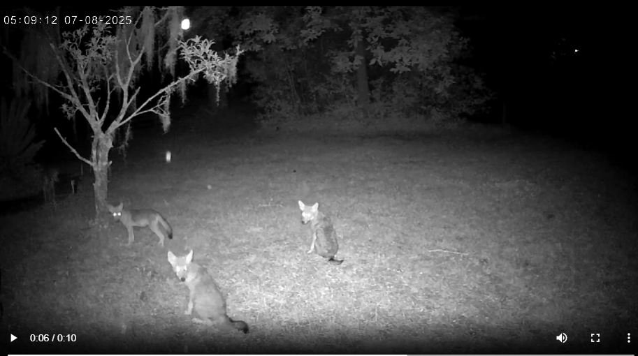 Coyote Alert